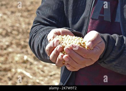 Shenyang, province chinoise de Liaoning. 7th octobre 2022. Un agriculteur montre des haricots récoltés dans le comté de Faku à Shenyang, dans la province de Liaoning, au nord-est de la Chine, le 7 octobre 2022. Credit: Yang Qing/Xinhua/Alamy Live News Banque D'Images