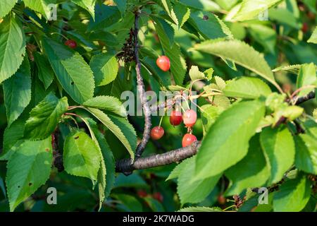Cerises mûres accrochées à la branche parmi les feuilles luxuriantes de près, cerise douce sur l'arbre Banque D'Images