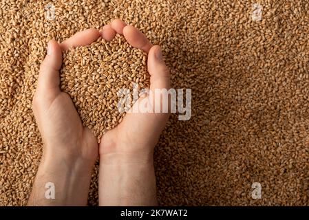 Poignées caucasiennes humaines avec grains de blé sur fond de grain Banque D'Images