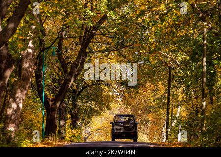 19 octobre 2022, Mecklembourg-Poméranie occidentale, Zülow : une voiture traverse une avenue avec des feuilles d'automne colorées sur les arbres. Le 20.10.2022 le jour des avenues est informé des rues bordées d'arbres. La tendance pour les avenues a déjà plus de 200 ans. La plantation systématique d'avenues le long des routes en Allemagne a commencé à la fin du 18th siècle. Photo: Jens Büttner/dpa Banque D'Images