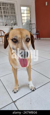 le chien regarde curieux de ce qui se passe Banque D'Images