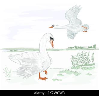 Oiseaux aquatiques cygnes sur la rive de l'illustration du vecteur de lac Illustration de Vecteur