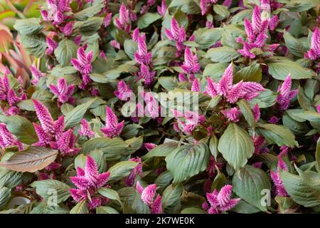 Celosia Flamingo Flower, Celosia spicata Flamingo Banque D'Images