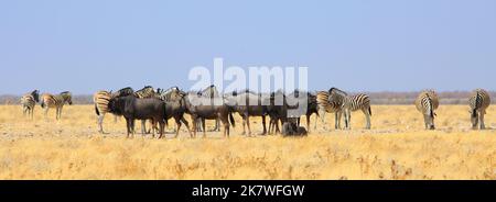 Image panoramique d'un grand troupeau de zèbre des plaines et de la tombe bleue sur la savane africaine jaune sèche dans le parc national d'Etosha, Namibie, Banque D'Images