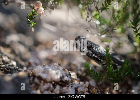 Parc national de Peneda Gerês, Portugal - 27 octobre 2021 : vipère de Lataste Banque D'Images