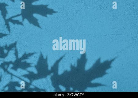 Ombre de feuilles sur fond de texture de mur en béton bleu pastel Banque D'Images