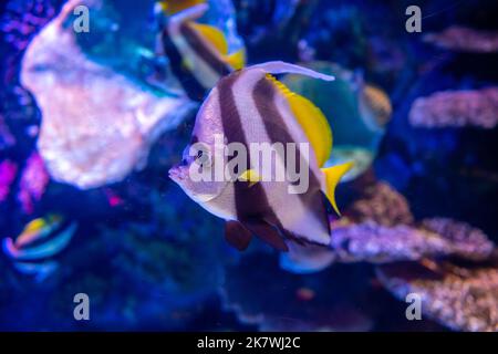 Heniochus noir et blanc papillon ou diphreutes poisson à l'aquarium d'Antalya. Banque D'Images