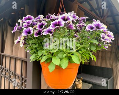 Jardinières suspendues avec différentes fleurs dans le jardin. Studio photo. Banque D'Images