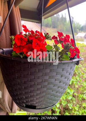 Jardinières suspendues avec différentes fleurs dans le jardin. Studio photo. Banque D'Images