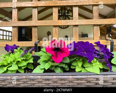 Jardinières suspendues avec différentes fleurs dans le jardin. Studio photo. Banque D'Images
