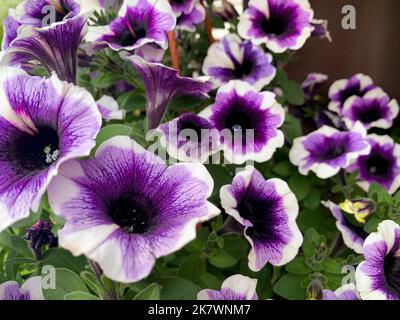Jardinières suspendues avec différentes fleurs dans le jardin. Studio photo. Banque D'Images