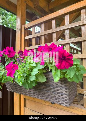 Jardinières suspendues avec différentes fleurs dans le jardin. Studio photo. Banque D'Images