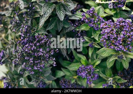 Heliotropium arborescens Scentropia - héliotrope de jardin, heliotropium floraison dans le jardin d'été Banque D'Images