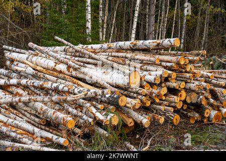 Pile de grumes de bouleau fraîchement coupées. Banque D'Images