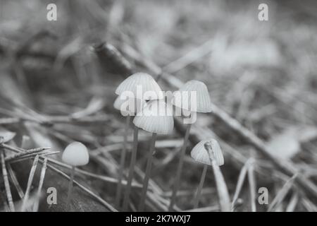 Un groupe de petits champignons en filigrane, pris en noir et blanc, sur le sol de la forêt en lumière douce. Photo macro de la nature Banque D'Images