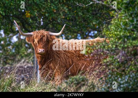 Vache Highland Banque D'Images