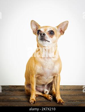 Image d'un Chihuahua dans un environnement de studio professionnel Banque D'Images