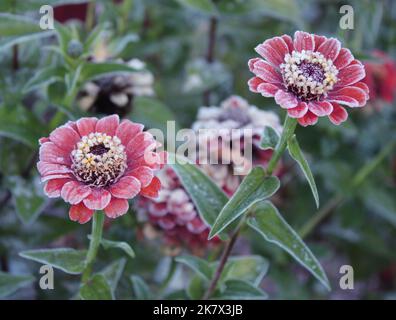 Givre sur les fleurs de Zinnia orange Banque D'Images