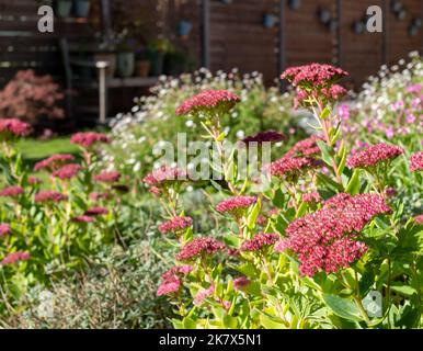 Jardin de banlieue écologique avec fleurs de sedum roses dans un jardin de rochers. Photographié à Pinner, dans le nord-ouest de Londres, au cours d'une journée lumineuse en automne. Banque D'Images