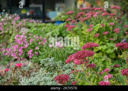 Jardin de banlieue écologique avec fleurs de sedum roses dans un jardin de rochers. Photographié à Pinner, dans le nord-ouest de Londres, au cours d'une journée lumineuse en automne. Banque D'Images