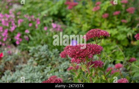 Jardin de banlieue écologique avec fleurs de sedum roses dans un jardin de rochers. Photographié à Pinner, dans le nord-ouest de Londres, au cours d'une journée lumineuse en automne. Banque D'Images