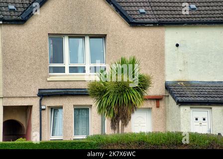 Maison en terrasse de banlieue avec palmier dans le jardin avant inhabituel pour l'Écosse Banque D'Images