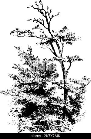 Arbre dessinant en noir et blanc avec des oiseaux assis sur les branches. Illustration de Vecteur