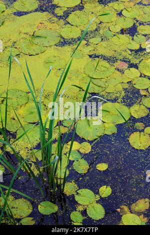 Les quenouilles ont des gouttes de pluie sur leurs feuilles dans une zone de l'arrière-plan de la rivière DesPlaines, au milieu des Lily Pads et des duckweed, comté de will, il Banque D'Images