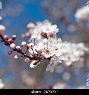 Prunier sauvage à fleurs, Prunus cerasifera, au printemps Banque D'Images