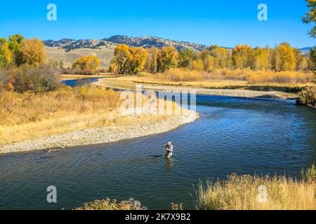 pêche à la mouche en automne sur la rivière clark fork près de jens, montana Banque D'Images