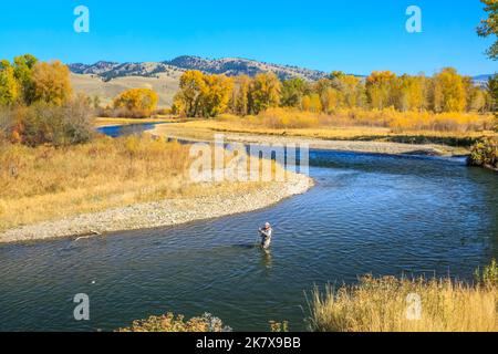 pêche à la mouche en automne sur la rivière clark fork près de jens, montana Banque D'Images