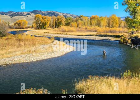 pêche à la mouche en automne sur la rivière clark fork près de jens, montana Banque D'Images