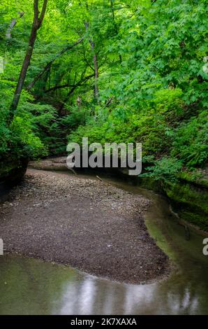 L'été de l'iin de LaSalle Canyon est rempli de son lit de ruisseau et de feuillage vert lucious en été, Starved Rock State Park, comté de LaSalle, Illinois Banque D'Images