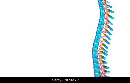 rachis humain sur fond blanc. copyspace. 3d rendu Banque D'Images