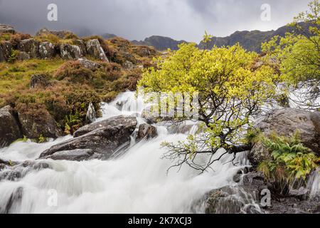 Snowdonia, pays de Galles : en automne, un arbre qui pousse d'une roche s'incline sur la rivière depuis Llyn Idwal pendant qu'il plonge dans les chutes d'Idwal dans la vallée d'Ogwen. Banque D'Images