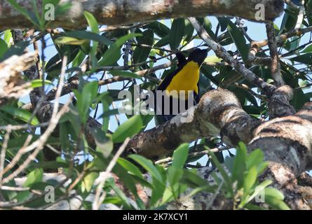 Cacique à rumpe jaune (Cacicus cela) adulte perché sur la branche Rio Azul, Brésil Juillet Banque D'Images