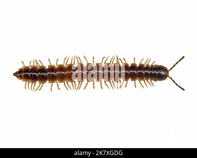 Vue de dessus d'un millipede de serre, Oxidus gracilis, isolé sur fond blanc Banque D'Images