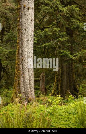 WA22412-00...WASHINGTON - les fougères de l'épée de l'Ouest et la feuille de vanille entourent d'imposants arbres à feuilles persistantes dans la forêt tropicale de Quinault du parc national olympique. Banque D'Images