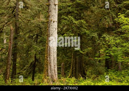 WA22413-00...WASHINGTON - les fougères de l'épée de l'Ouest et la feuille de vanille entourent d'imposants arbres à feuilles persistantes dans la forêt tropicale de Quinault du parc national olympique. Banque D'Images