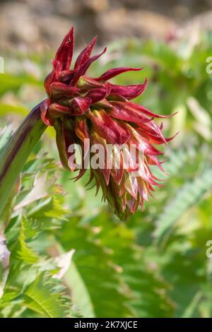 Gros plan d'une fleur de miel géante (majeure de mélianthus) en fleur Banque D'Images