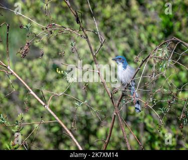 Un Scrub-Jay de Californie (Aphelocoma californica) perche dans un arbuste au lac Hollywood à Los Angeles, en Californie. Banque D'Images