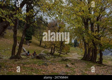 Sonamarg, Inde. 19th octobre 2022. Les touristes indiens apprécient les promenades à cheval pendant une journée d'automne à Sonamarg, à environ 100kms de Srinagar, la capitale estivale de Jammu-et-Cachemire. (Photo de Saqib Majeed/SOPA Images/Sipa USA) crédit: SIPA USA/Alay Live News Banque D'Images