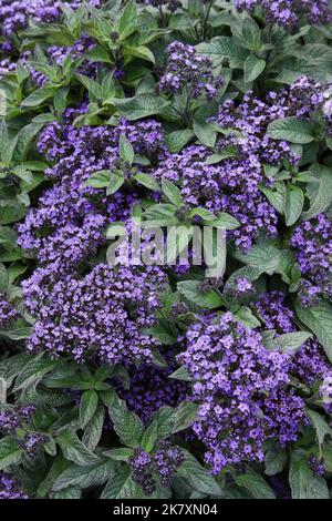 Héliotrope (Heliotropium arborescens 'Marine') dans le jardin. Banque D'Images