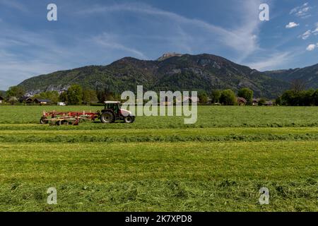 Agriculteur en tracteur raportant du foin neuf à Sazkammergut, en haute-Autriche Banque D'Images