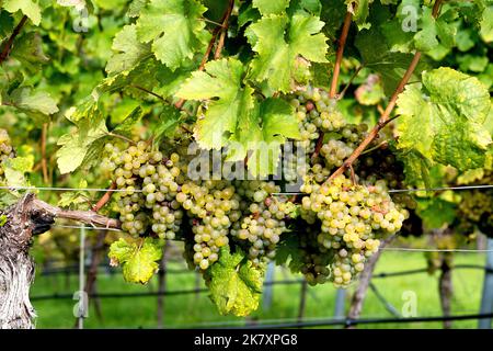 Raisins mûrs sur la vigne à Wachau, Basse-Autriche Banque D'Images