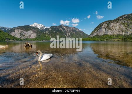 Lac Hallstatt avec cygne en haute-Autriche Banque D'Images