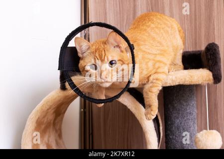 Chatons dans un collier de protection vétérinaire de près Banque D'Images