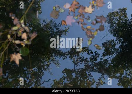 Arbres se reflétant dans la flaque, feuilles d'automne colorées dans l'eau Banque D'Images