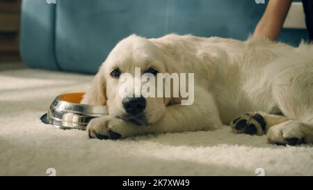 Jeune fille nourrissant le chien et lui jouet, assis sur un tapis doux et parlant avec le meilleur ami, jouant avec le chiot, souriant et riant. Golden Retriever. Banque D'Images