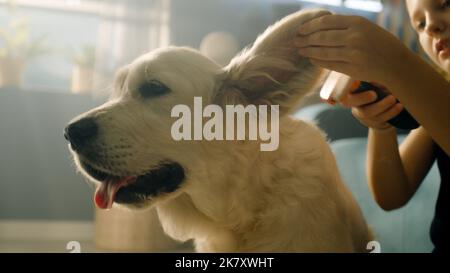 Jeune fille peignant le chien, assis sur un tapis doux, créant la coiffure, peetting chiot et essayant de l'embrasser, passant du temps libre à la maison. Golden Retriever. Banque D'Images